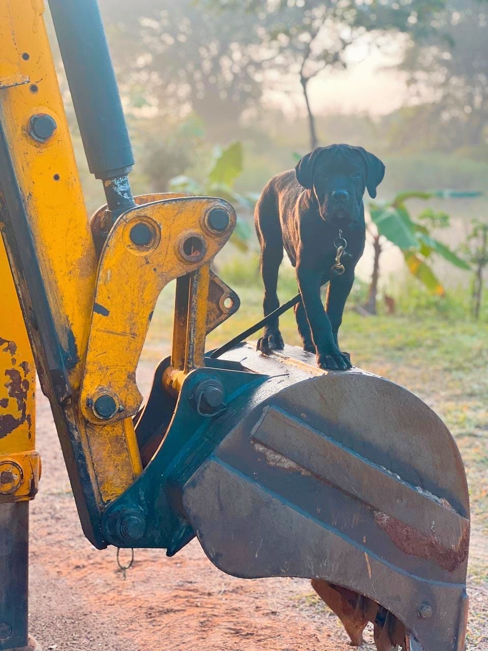 Professional canine behaviour therapy by VONFIDEL K9