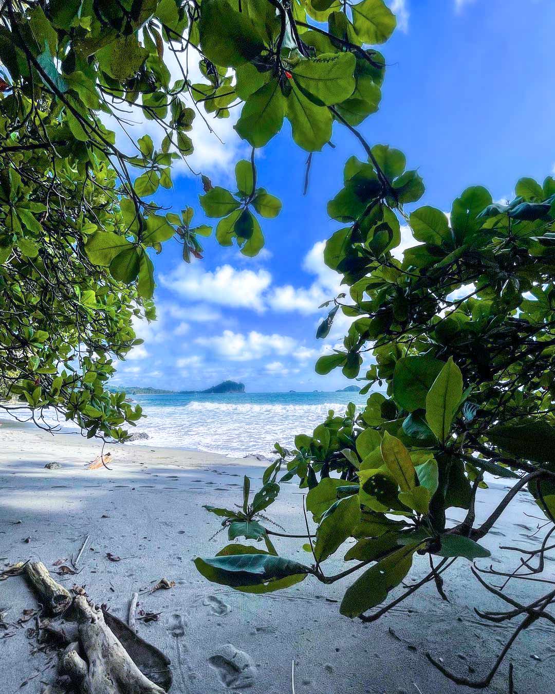Manuel Antonio’s white-sand beach framed by beach almond leaves, Pacific surf beyond