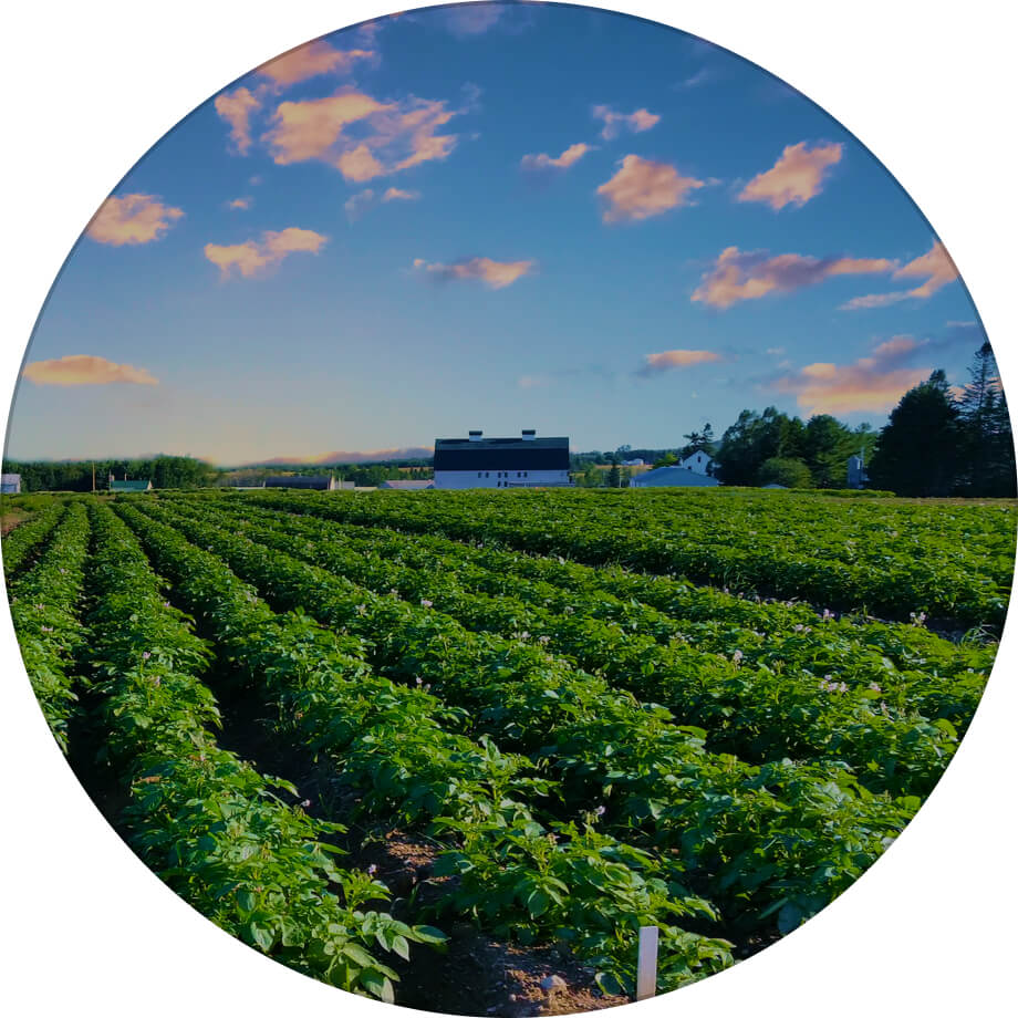 Повінь картопля