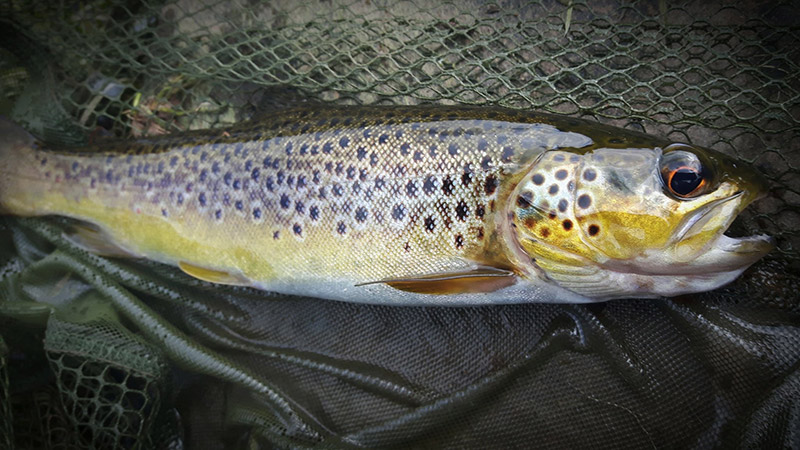 Wild brown trout caught near Brecon