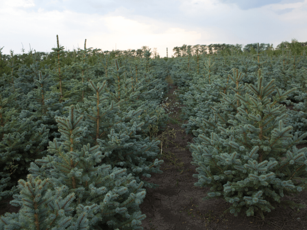 Питомник декоративных растений Codru Nord Floribel