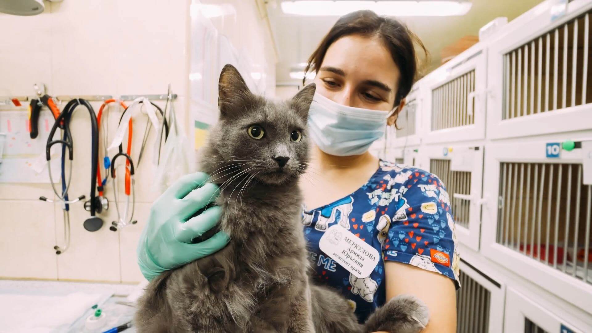Сколько стоят прививки для кошек. Как происходит кастрация кота. Сколько стоит кастрировать кота.