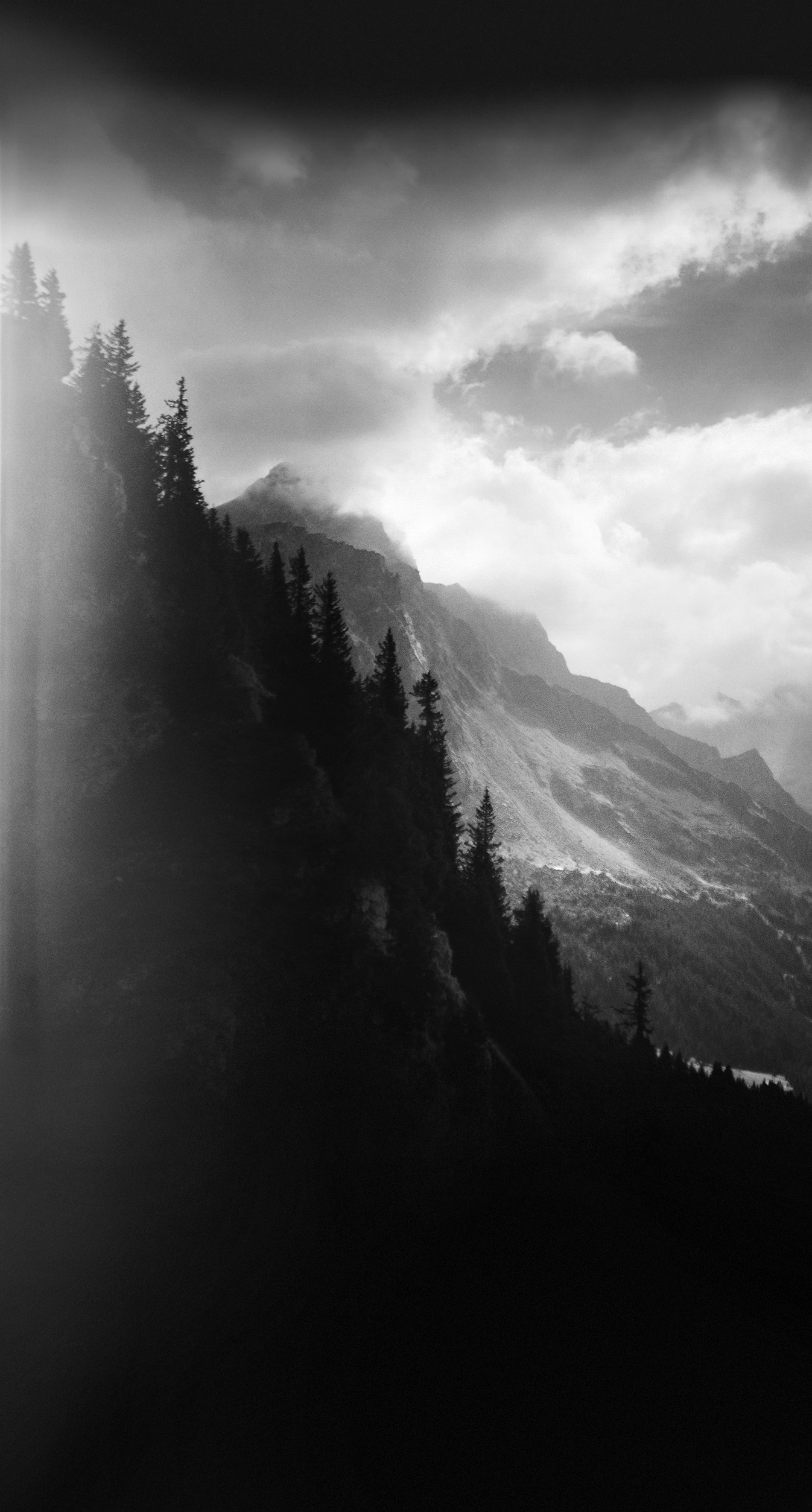 A coniferous forest and a glacier peak in the clouds