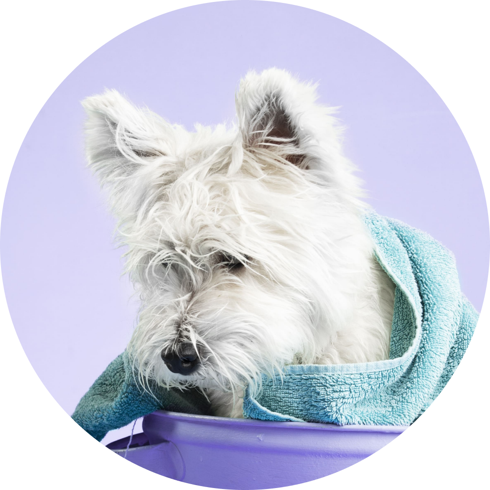 Dog grooming in Geneva Plainpalais and at home MVET