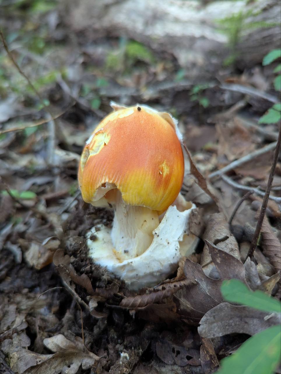 A mushroom with an orange cap on the forest floor