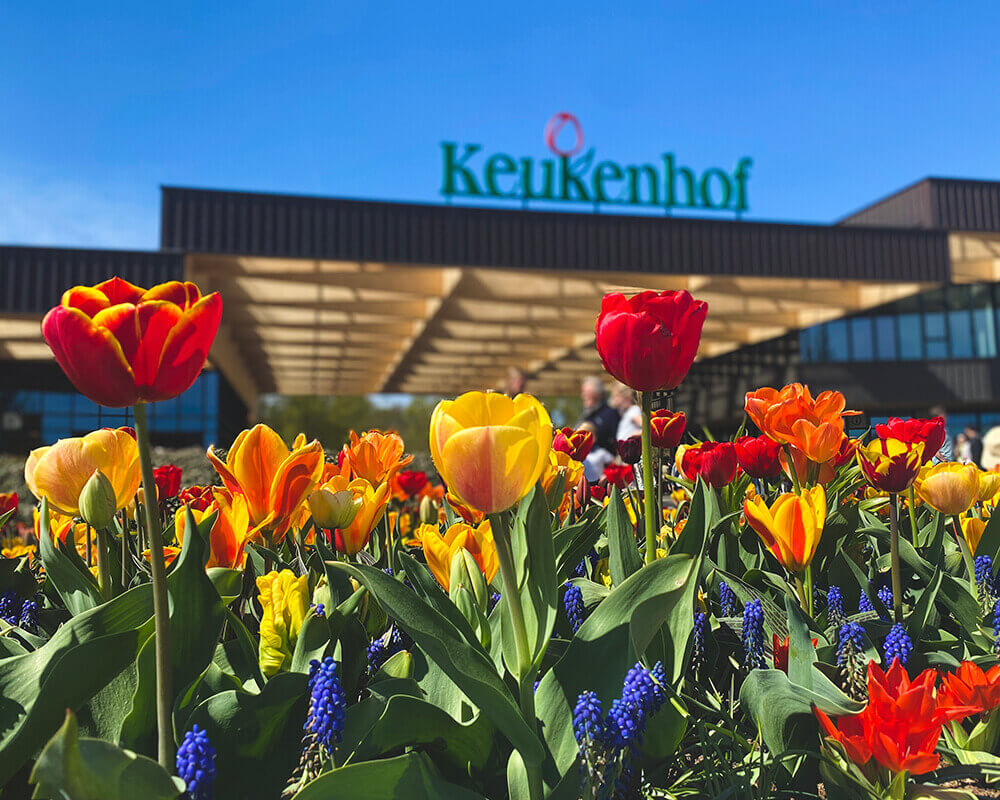 Что посмотреть рядом с Амстердамом. Кёкенхоф
