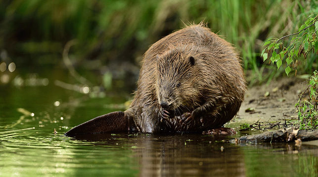 Струя бобра применение