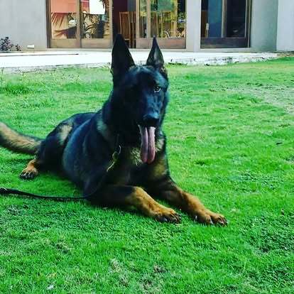 Elite German Shepherd Dog developed through professional training at VONFIDEL K9