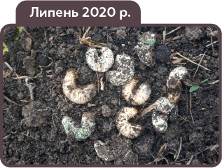 МЕТАВАЙТ - захист рослин від ґрунтових шкідників