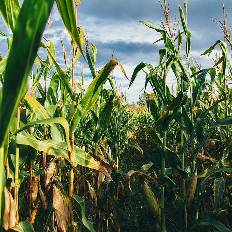 corn trader