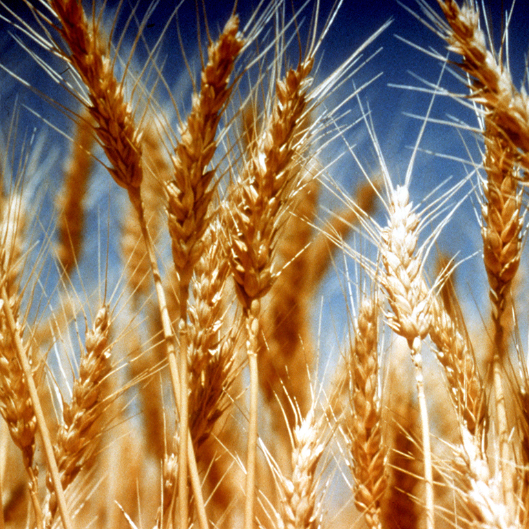 wheat flour