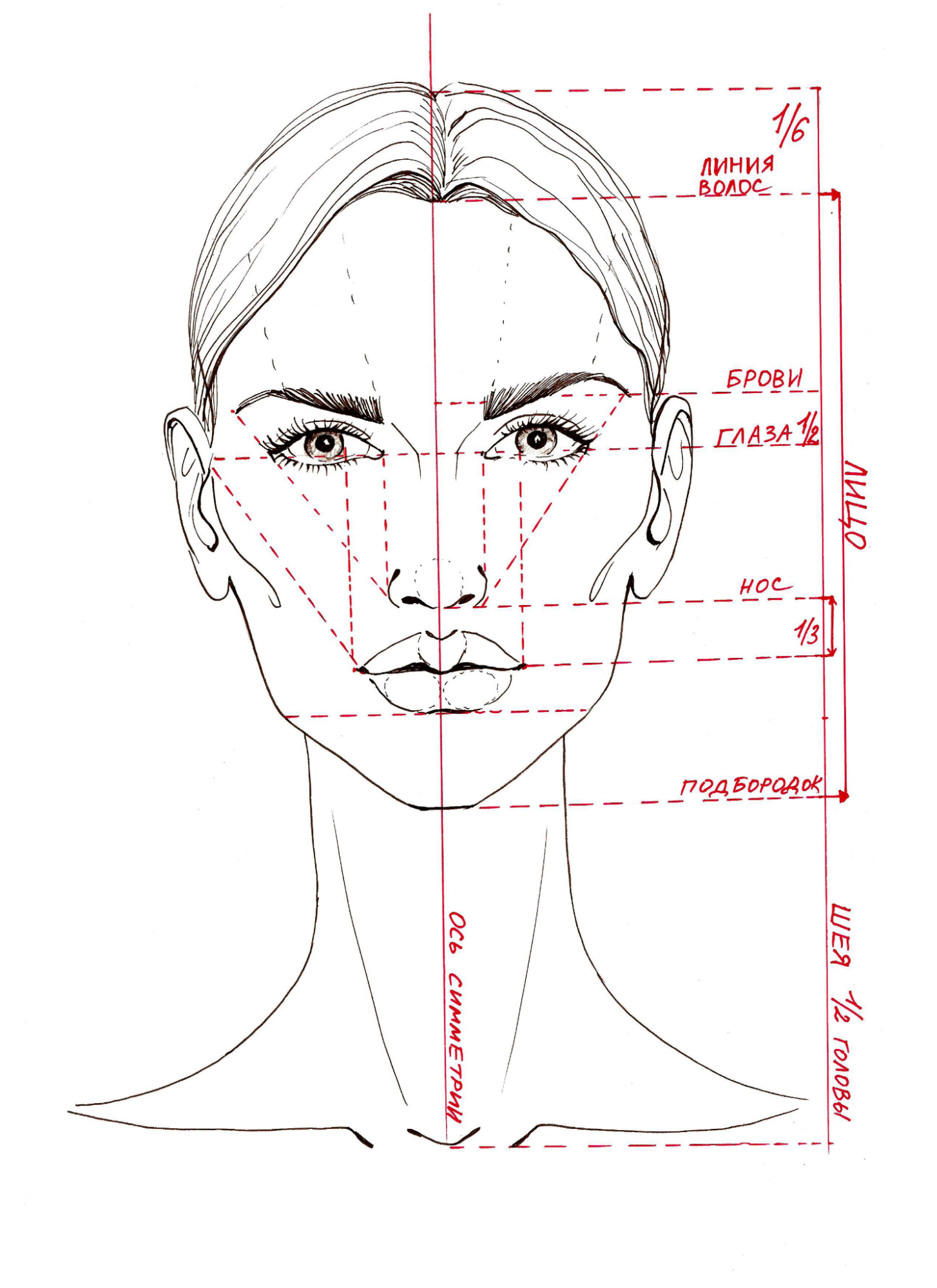 Как определить пропорции и форму лица