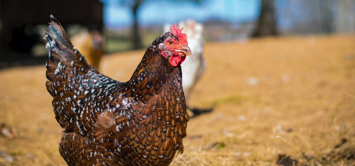 Фотографии с птицефабрики