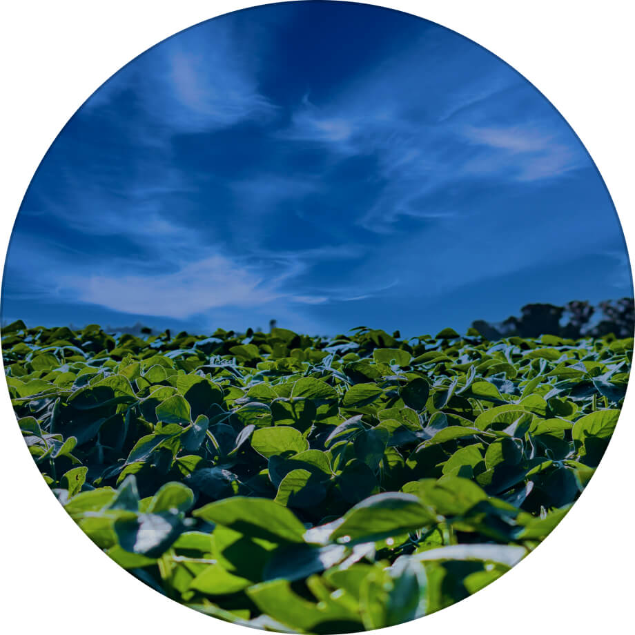 Златослава соя