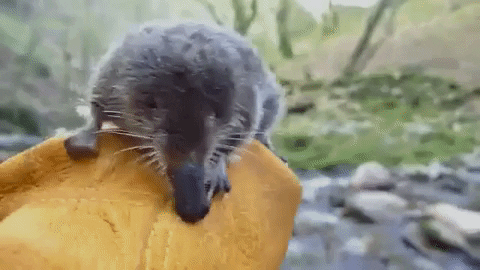 Русская выхухоль не сдается