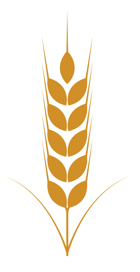 Пшениця озима