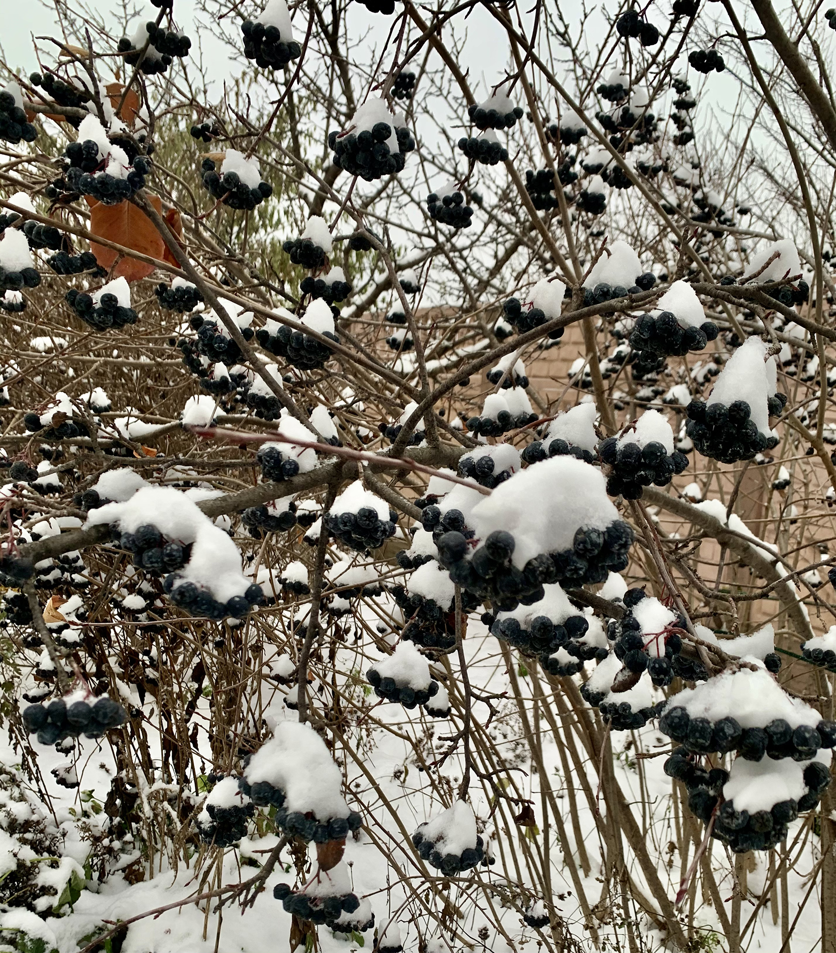 Гардениана Gardeniana блог. Зимняя декоративность сада. Элементы дизайна нескучного зимнего сценария для сада