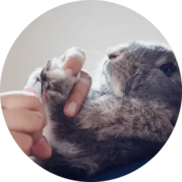 prix Bain à sec + coupe de griffe pour lapin