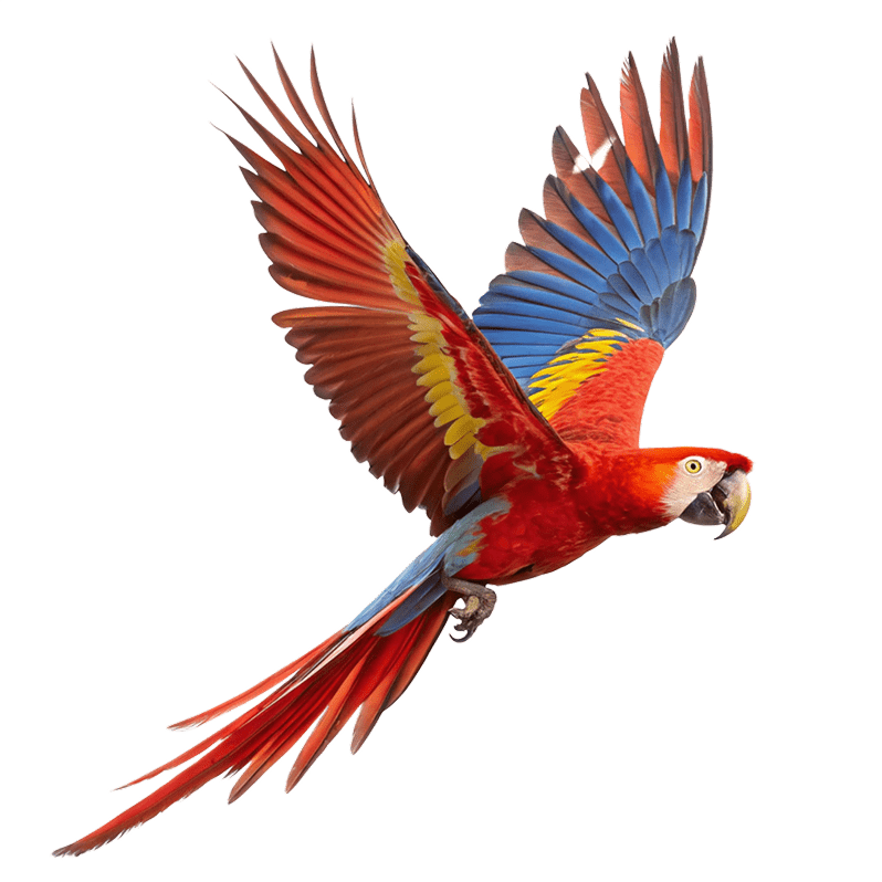 Scarlet macaw in flight over Manuel Antonio