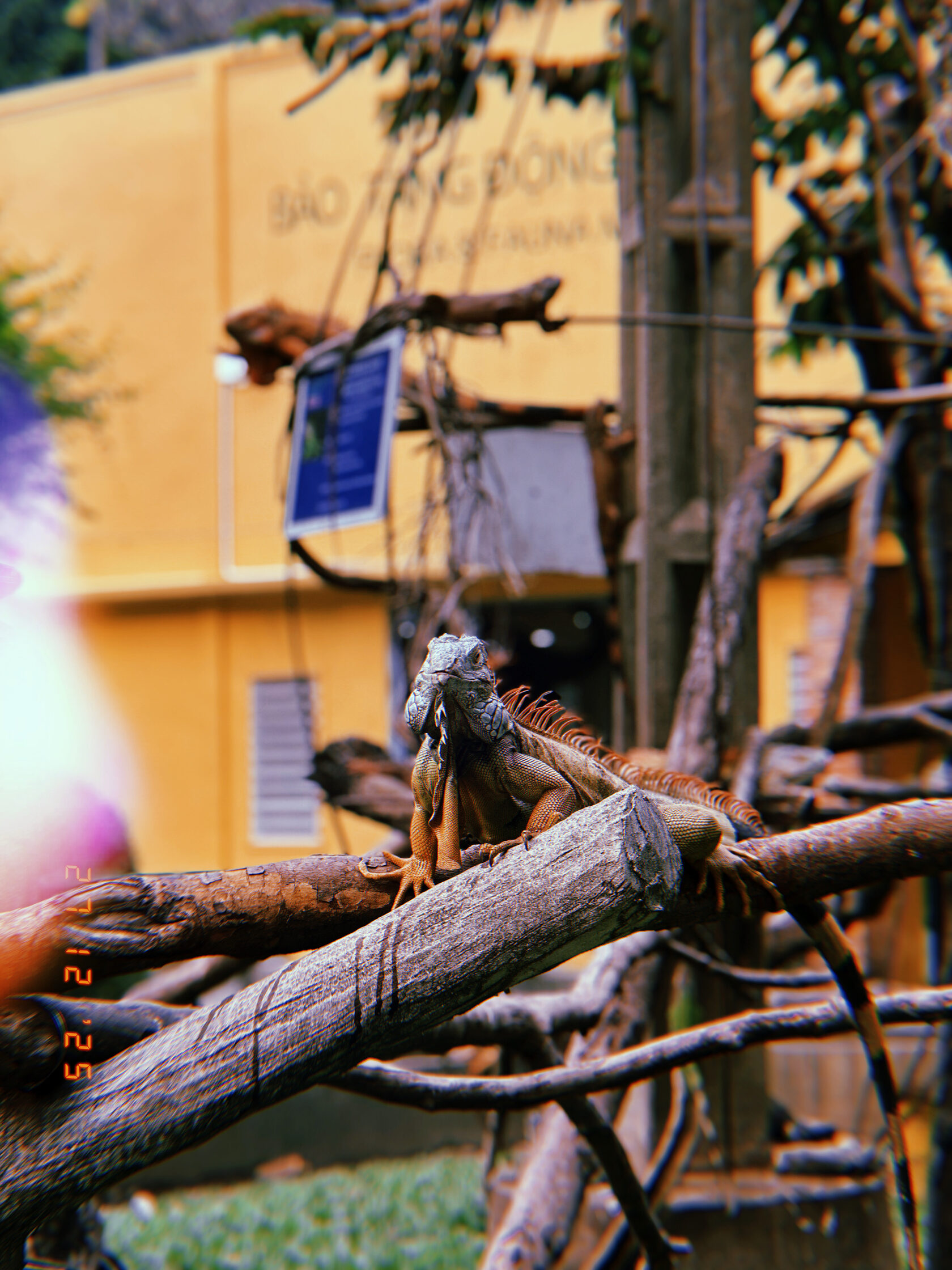 Обезьяна сидит на ветке на фоне жёлтой стены в зоопарке Сайгона