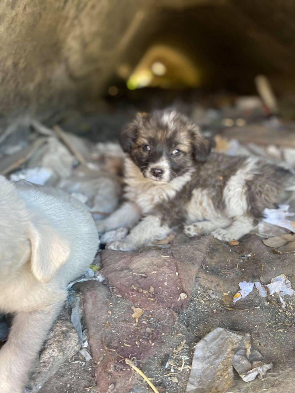 Бездомная кошка