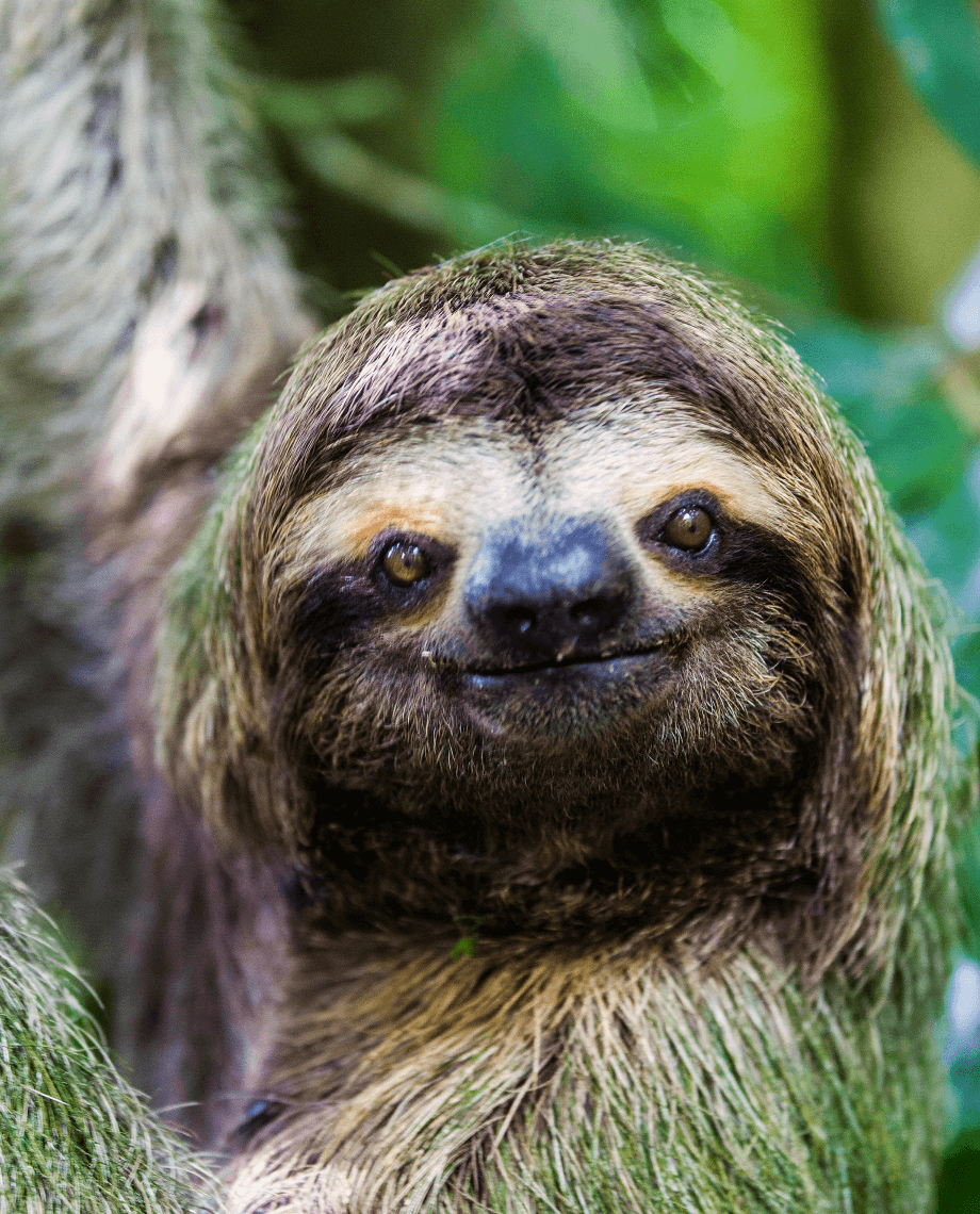 ленивец в парке