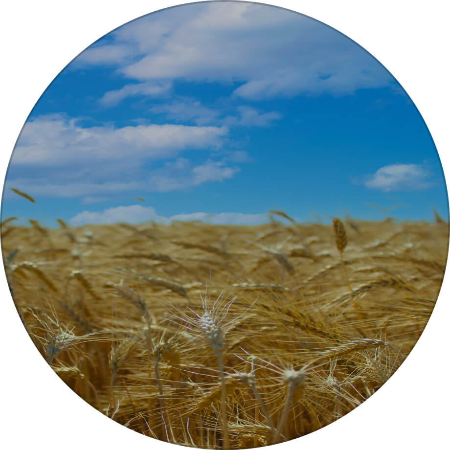 Шестопалівка пшениця озима