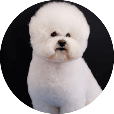 price Bichon Frise, Maltese, Havanese, Bolognese grooming 