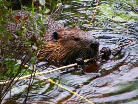Бобровая струя для лечения простатита