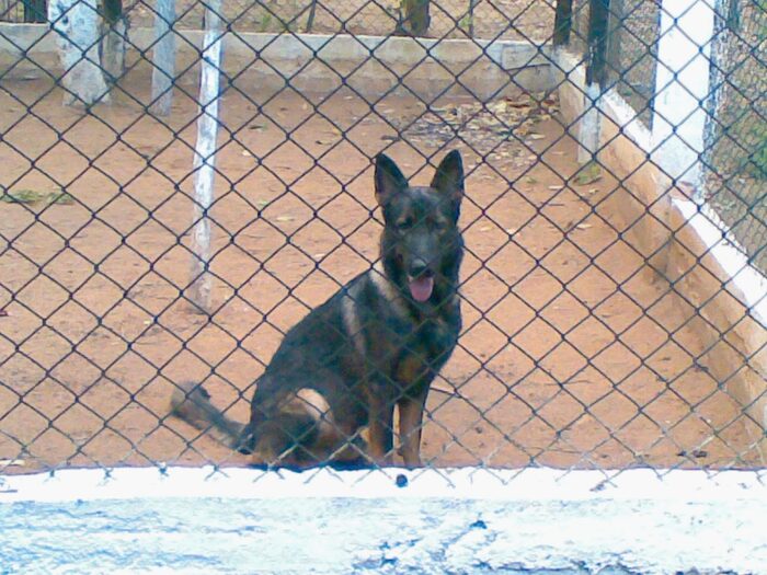 Puppy foundation training and early development at VONFIDEL K9