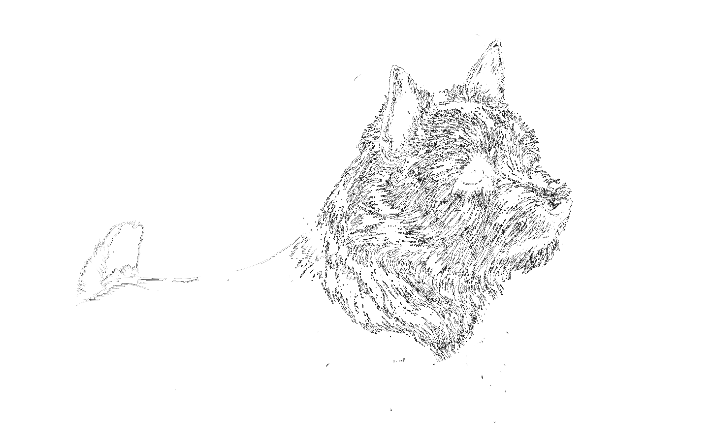  Kennel&nbsp;"ISOLA DEI TESORI" Norwich terrier