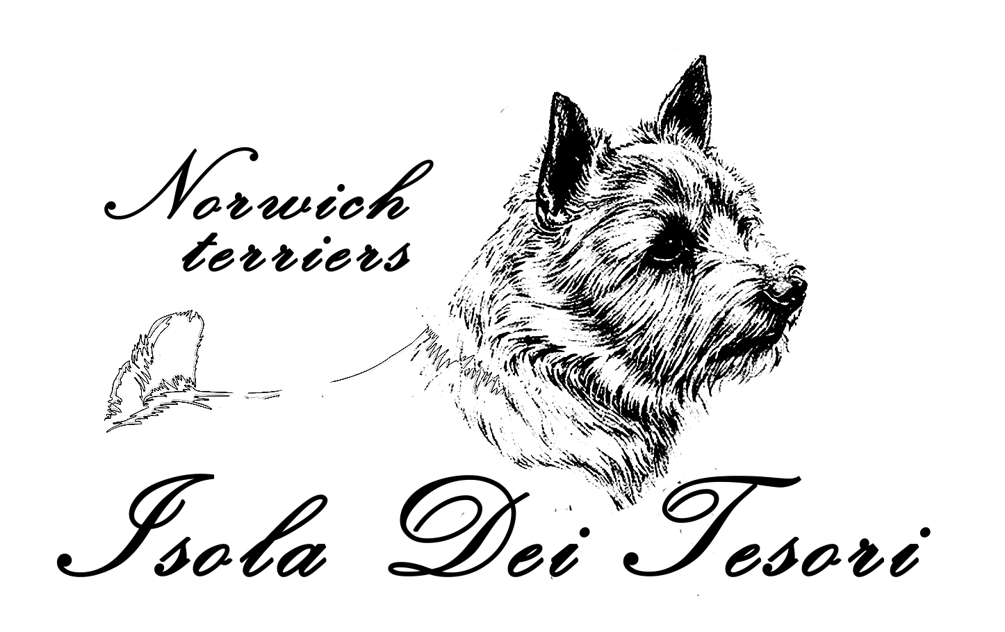  Hodowla "ISOLA DEI TESORI" Norwich Terrier: szczenięta na sprzedaż