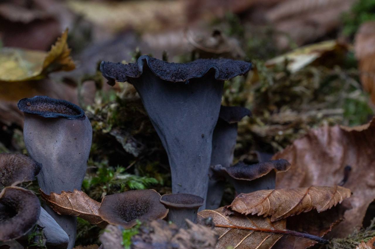 Dark, funnel-shaped mushrooms among the leaves