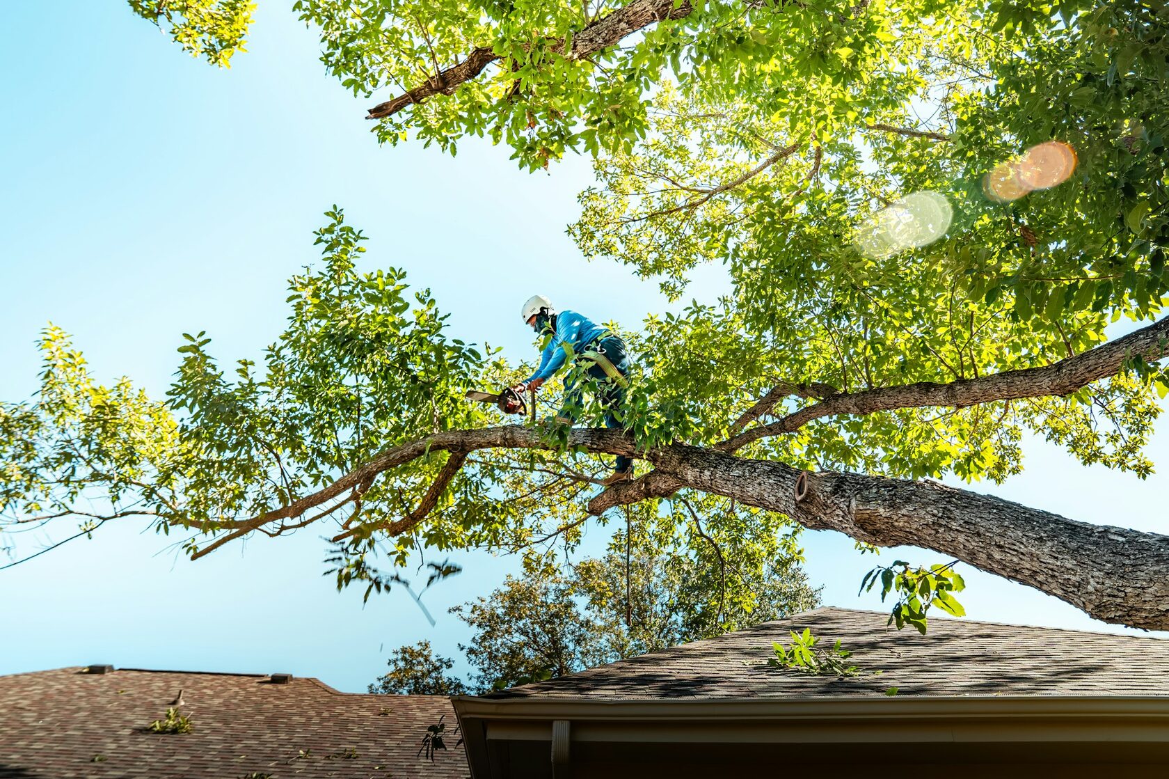 Tree Cutting