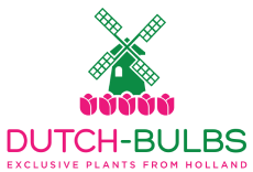Dutch Bulbs