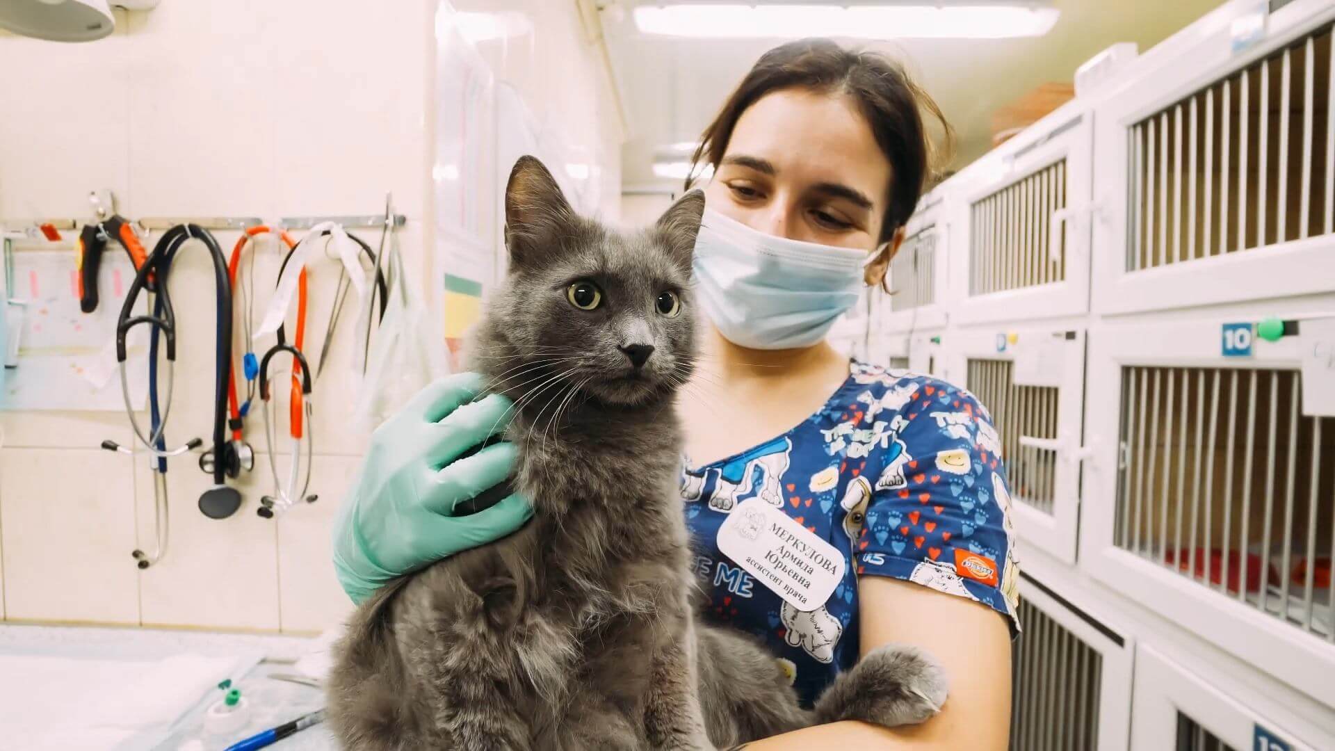 Стерилизация кошки в Краснодаре ❤️- Доступная цена операции по стерилизации  кошек