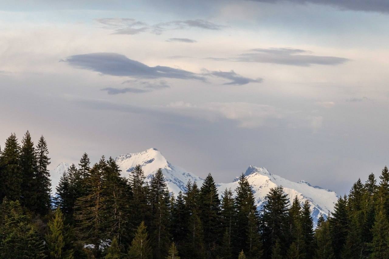 Snow-capped peaks beyond the coniferous forest