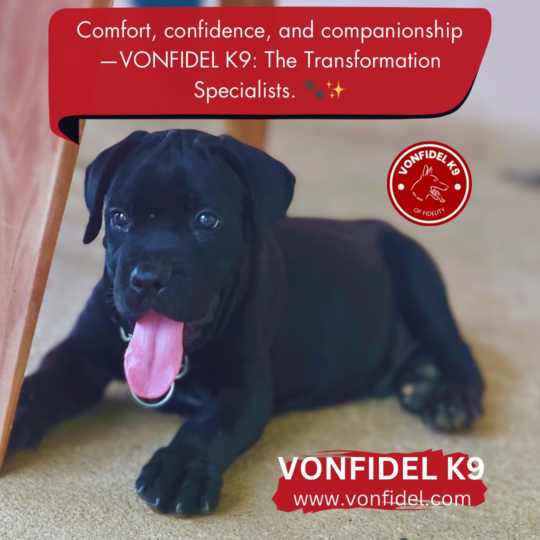 Working dog training and handler control at VONFIDEL K9