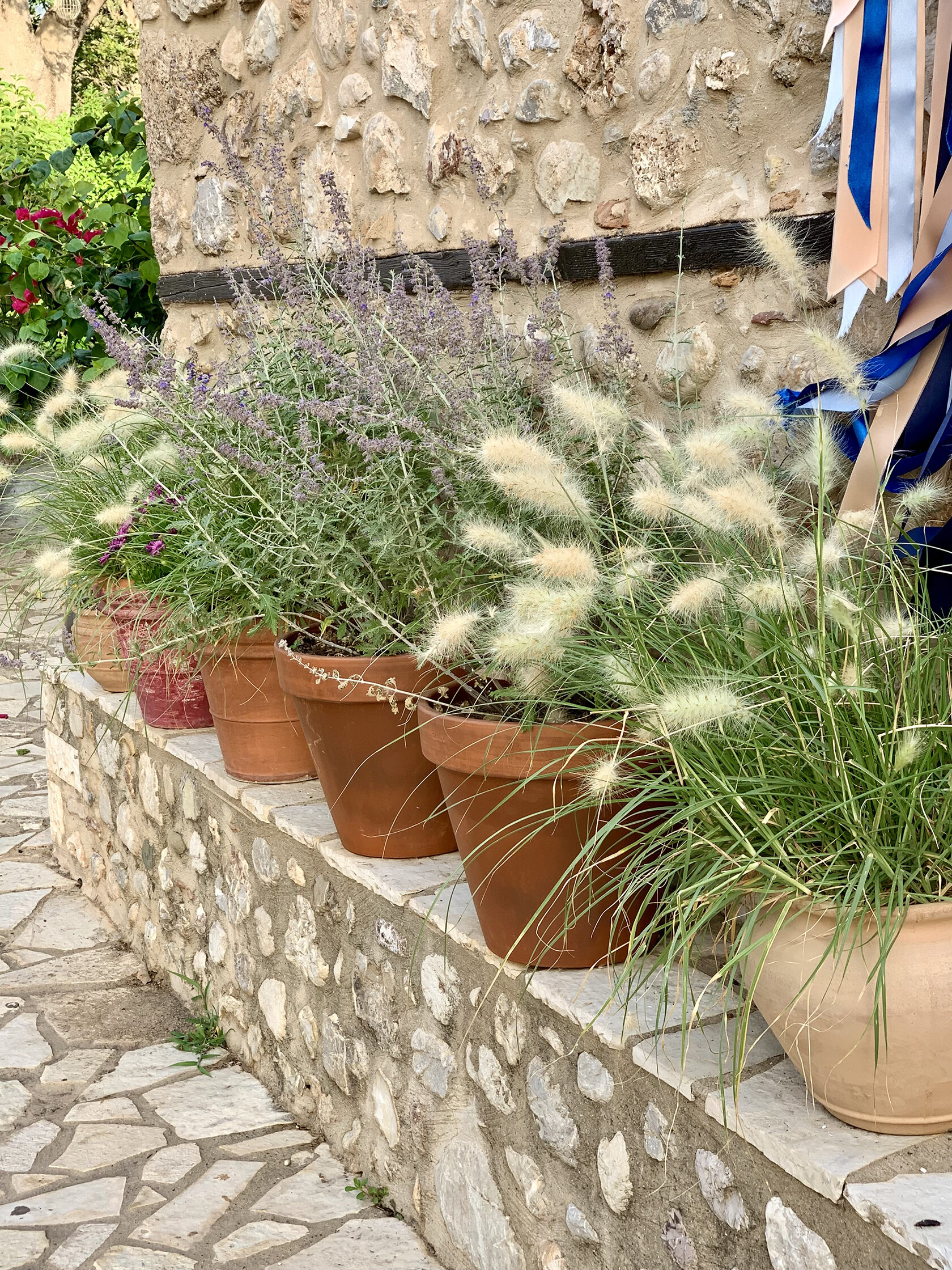 Containerized landscaping of the reception area for the Semantron Hotel, Peloponnese Greece Designer Jana Danyuk in Greece Athens Selection of trees in windbreaks. Windbreak technology by planting shrubs and trees in windbreak Greece, Landscaping in Greece, Low maintenance gardens in Greece, Gardens in Athens, Mid-Mediterranean garden