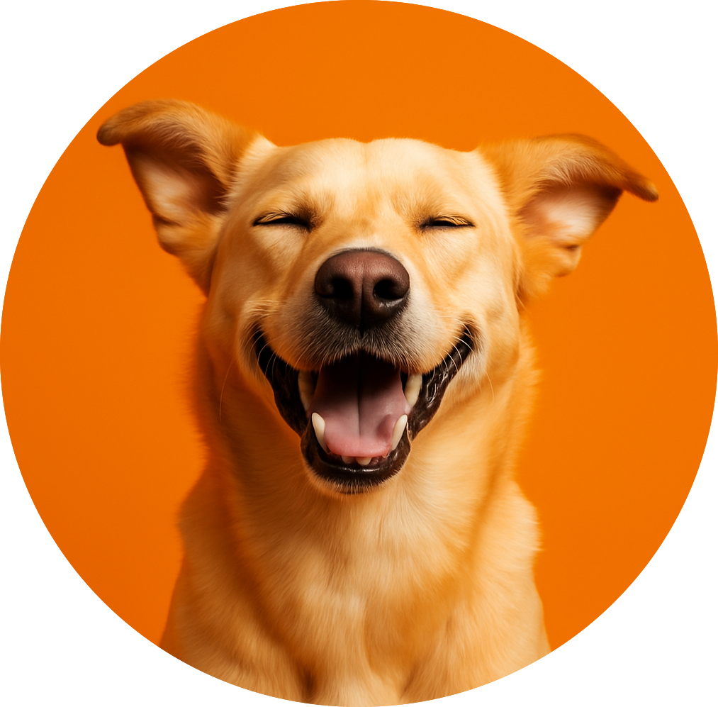 Happy dog