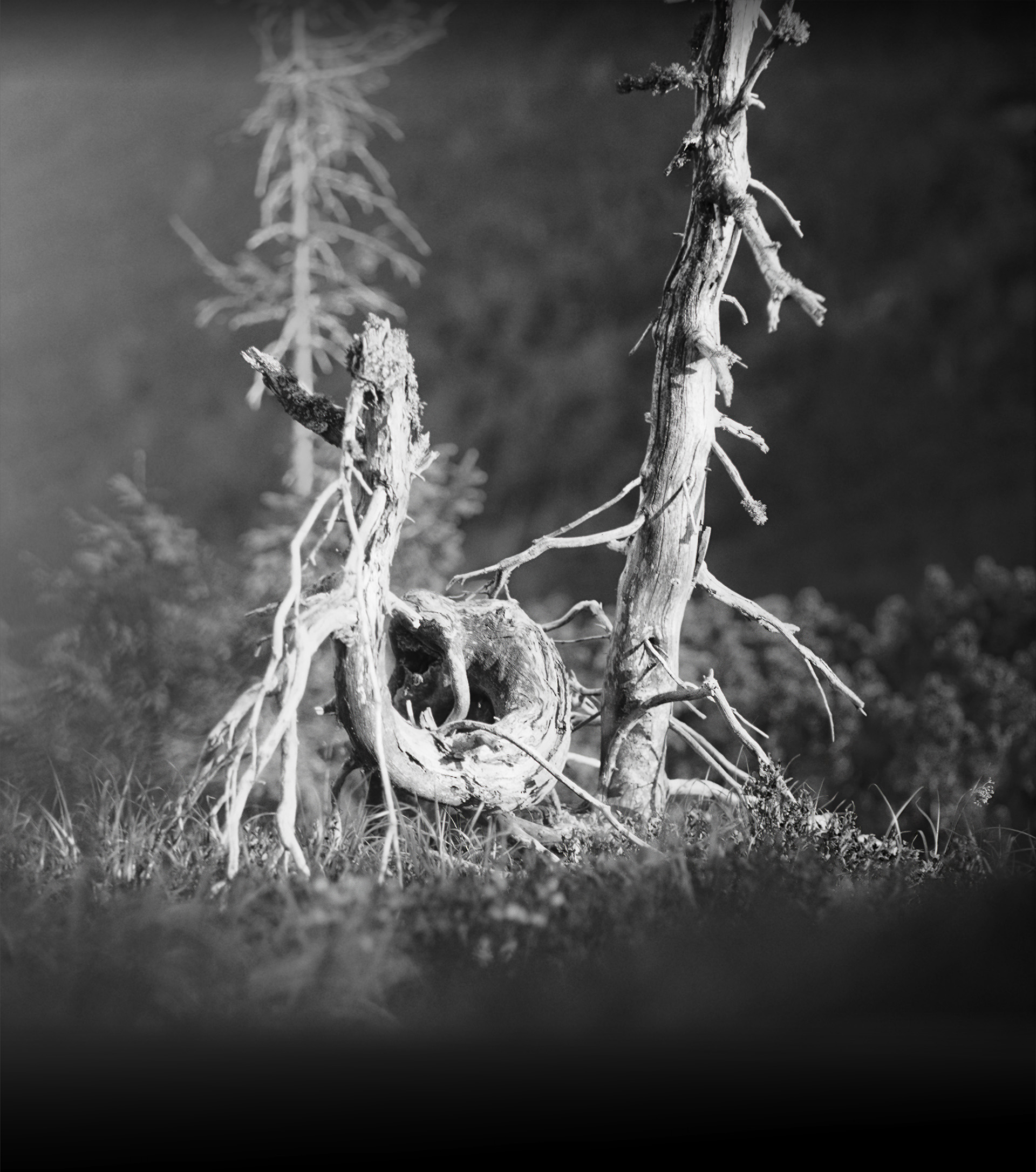 A twisted 61-like tree on the slopes of the Carpathian mountains