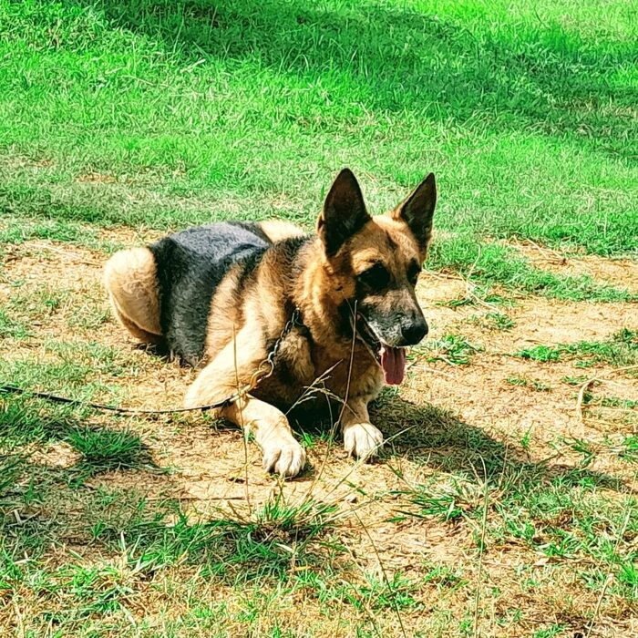 Protection dog training and working-dog control at VONFIDEL K9