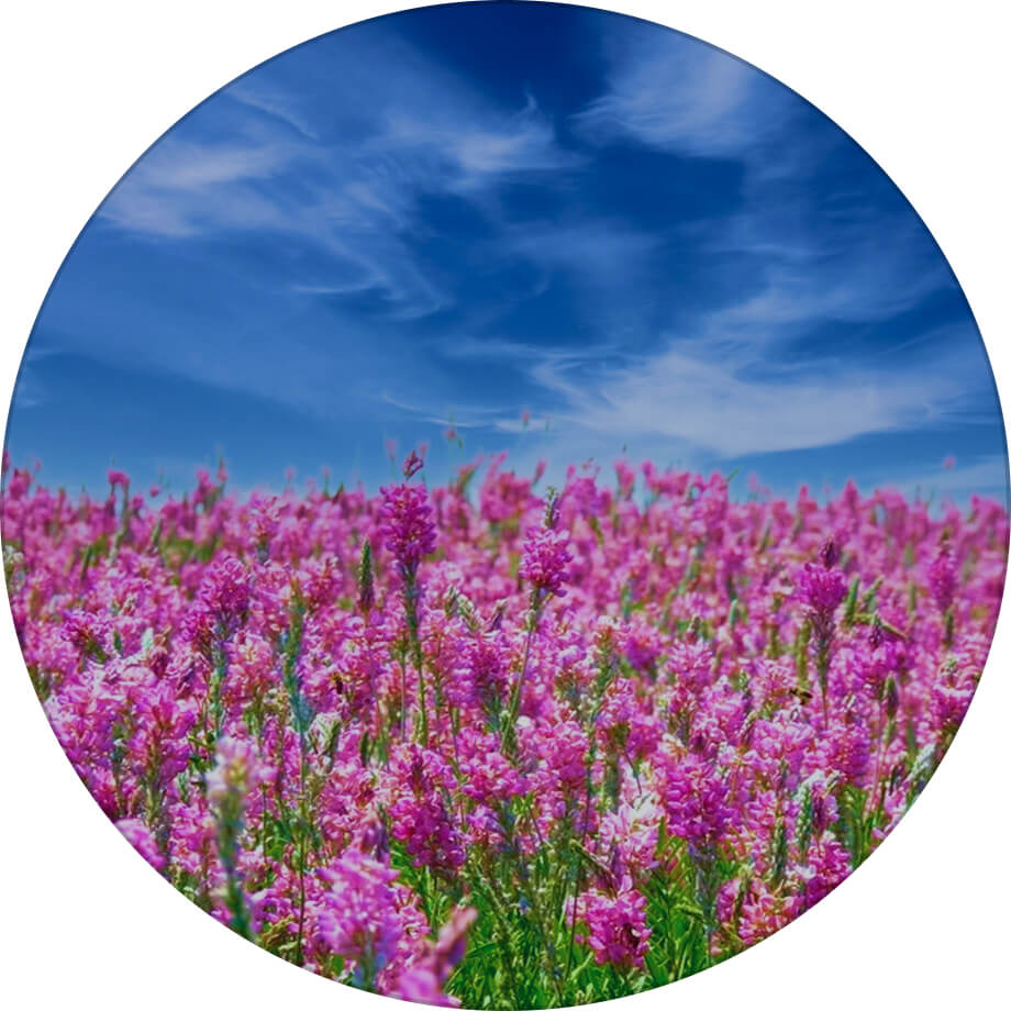 Кіровоградський 22 еспарцет