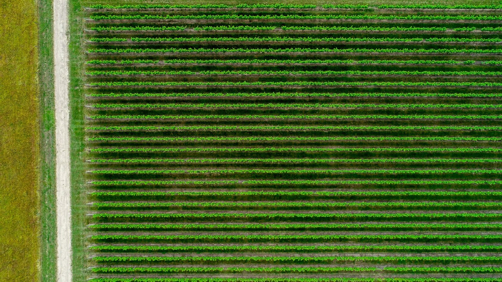 Aerial Mapping