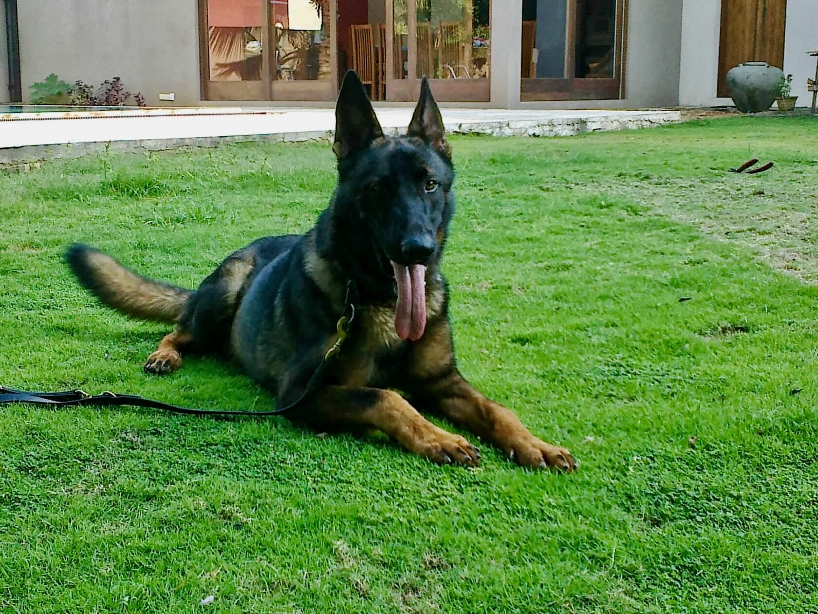 VONFIDEL K9 trained German Shepherd resting calmly in a residential garden environment.
