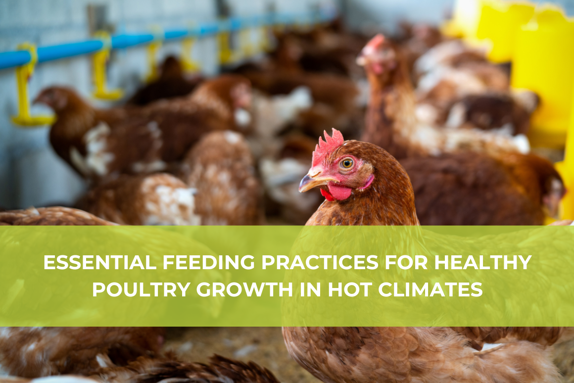 Picture of Essential feeding practices for healthy poultry growth in hot climates ...