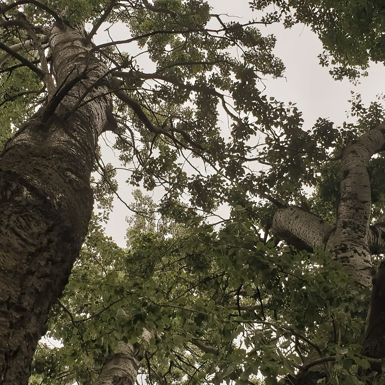 A serene forest scene, symbolizing our deep connection with nature and its inspiration.