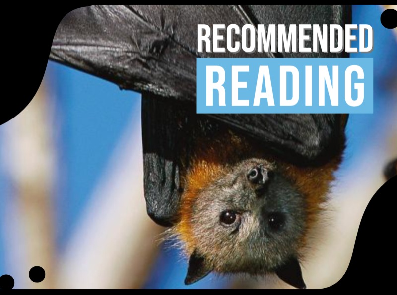 Stylised comic illustration of a bat The text overlay says "Featured Book".