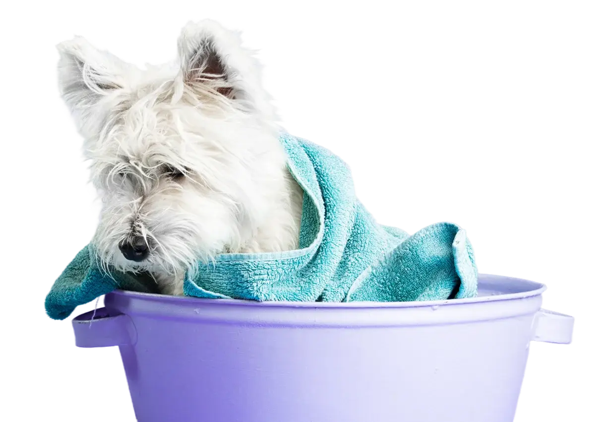 Dog grooming in Geneva