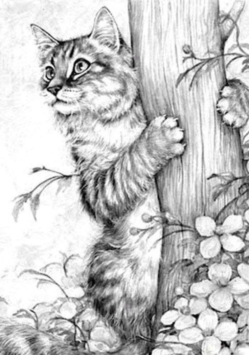 Котик